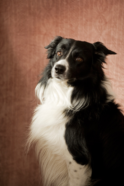 803 :: Dog in home studio 2